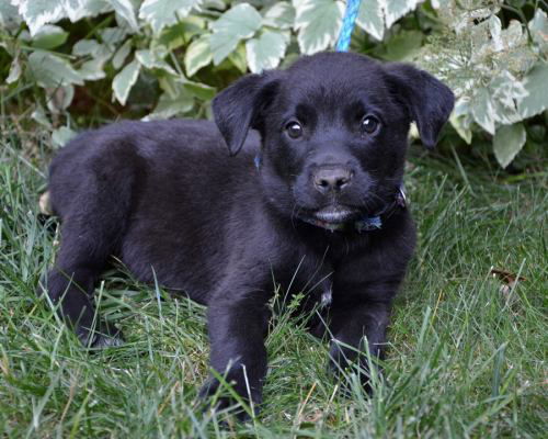 Jf Litter-Big Boy - ADOPTED 07.01.12