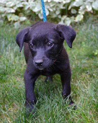 Jf Litter-Precious - ADOPTED 07.21.12