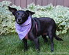 Minnie Mouse-ADOPTED 09.05.12