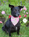 Minnie Mouse-ADOPTED 09.05.12
