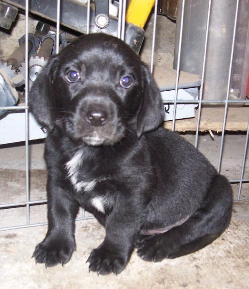 Kf Litter-Johnny - ADOPTED 07.07.12