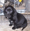 Kf Litter-Johnny - ADOPTED 07.07.12