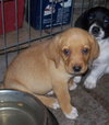 Kf Litter-June - ADOPTED 07.24.12