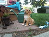 Kf Litter-June - ADOPTED 07.24.12