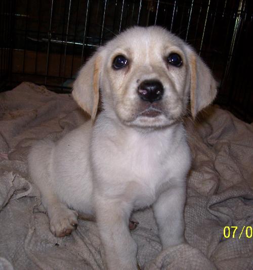 Kf Litter-Loretta - ADOPTED 07.31.12