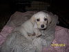 Kf Litter-Loretta - ADOPTED 07.31.12