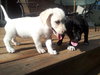 Kf Litter-Loretta - ADOPTED 07.31.12