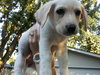 Kf Litter-Loretta - ADOPTED 07.31.12