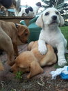 Kf Litter-Loretta - ADOPTED 07.31.12
