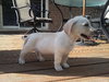 Kf Litter-Loretta - ADOPTED 07.31.12