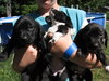 Kf Litter-Dolly - ADOPTED 07.08.12