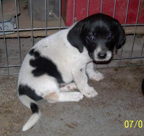 Kf Litter-Dolly - ADOPTED 07.08.12