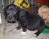 Kf Litter-Waylon - ADOPTED 07.18.12