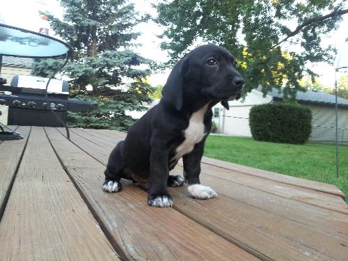 Kf Litter-Waylon - ADOPTED 07.18.12