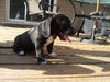 Kf Litter-Waylon - ADOPTED 07.18.12