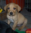 Kf Litter-Merle - ADOPTED 07.21.12