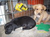 Kf Litter-Merle - ADOPTED 07.21.12