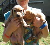 Kf Litter-Merle - ADOPTED 07.21.12