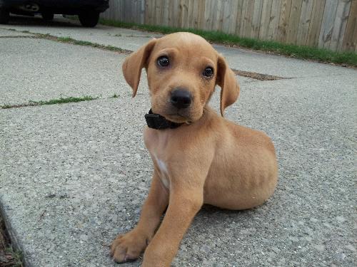 Kf Litter-Merle - ADOPTED 07.21.12