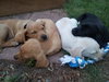 Kf Litter-Merle - ADOPTED 07.21.12