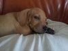 Kf Litter-Merle - ADOPTED 07.21.12