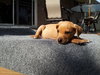 Kf Litter-Merle - ADOPTED 07.21.12