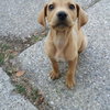 Kf Litter-Merle - ADOPTED 07.21.12