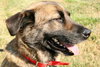 Frisco-ADOPTED