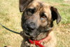 Frisco-ADOPTED
