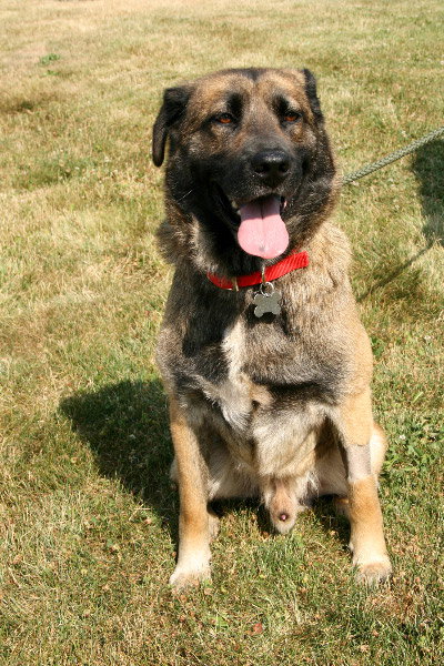 Frisco-ADOPTED