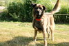 Frisco-ADOPTED