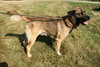 Frisco-ADOPTED