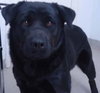 Aries-ADOPTED-8.4.12