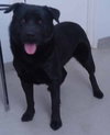 Aries-ADOPTED-8.4.12