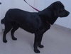 Aries-ADOPTED-8.4.12