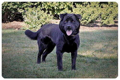 Aries-ADOPTED-8.4.12