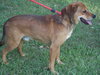 Sniffers-ADOPTED 09.16.13