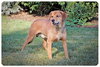 Sniffers-ADOPTED 09.16.13