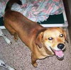 Sniffers-ADOPTED 09.16.13