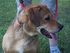 Sniffers-ADOPTED 09.16.13