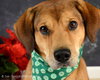 Sniffers-ADOPTED 09.16.13