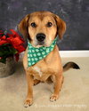 Sniffers-ADOPTED 09.16.13