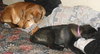 Sniffers-ADOPTED 09.16.13
