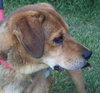 Sniffers-ADOPTED 09.16.13