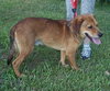Sniffers-ADOPTED 09.16.13