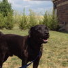 Apollo - ADOPTED 07.05.12