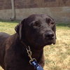 Apollo - ADOPTED 07.05.12