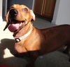 Mrs. Roper - ADOPTED 07.03.12