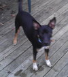 Wizard - ADOPTED 12.22.12