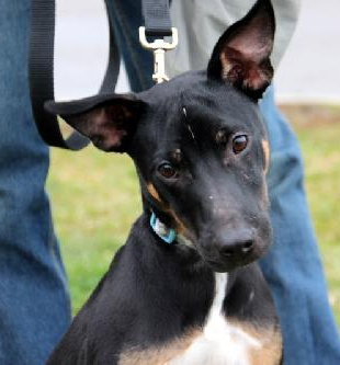 Wizard - ADOPTED 12.22.12